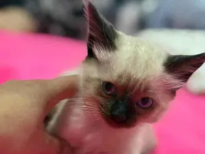 Gato raça SRD-ViraLata idade 2 a 6 meses nome CAMURCINHA
