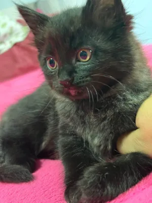 Gato raça SRD-ViraLata idade 2 a 6 meses nome BLACKIZINHA