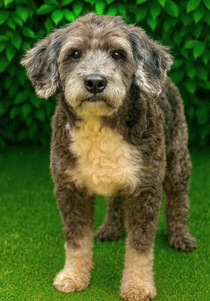 Cachorro ra a SRD-ViraLata idade 6 ou mais anos nome Antonio 