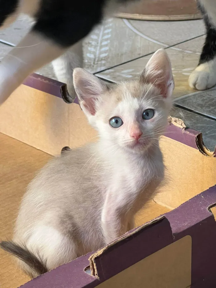 Gato ra a SRD-ViraLata idade Abaixo de 2 meses nome Romeu 