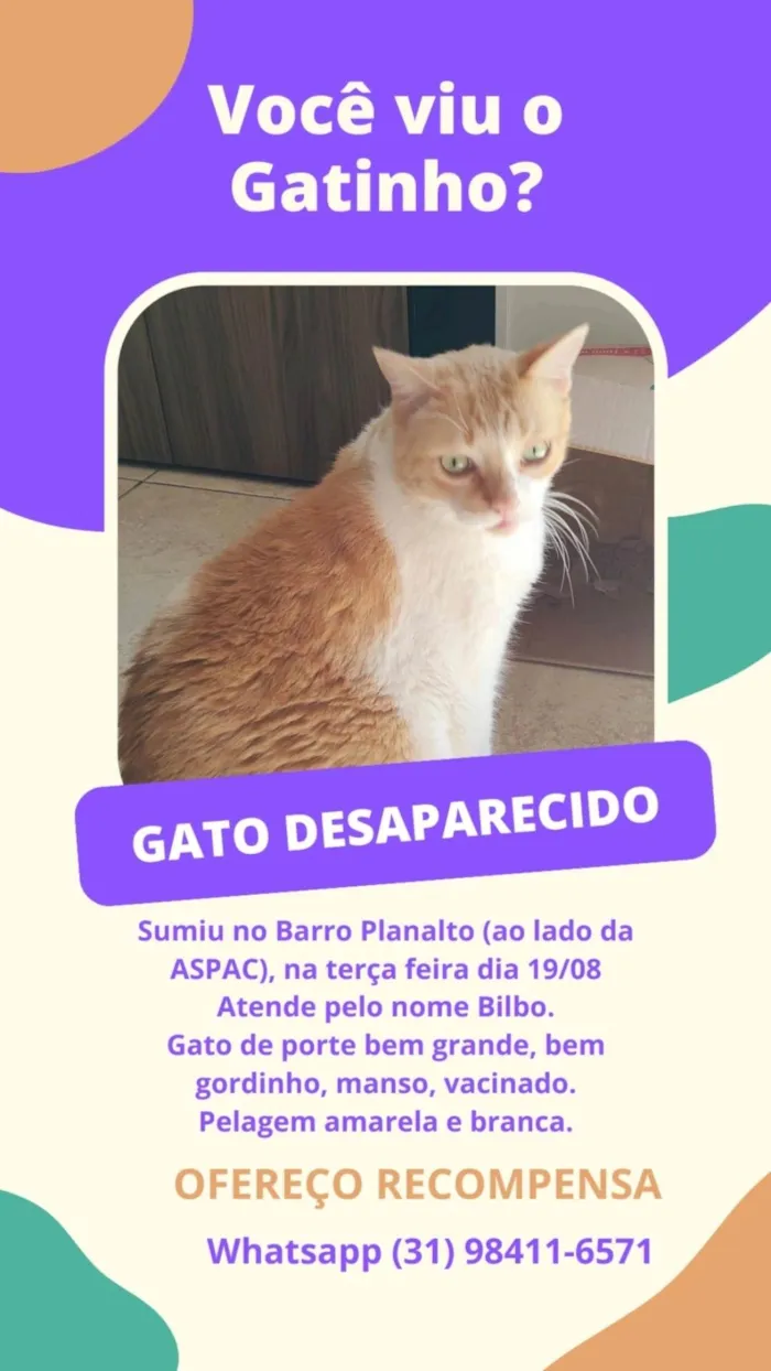 Gato ra a SRD-ViraLata idade 6 ou mais anos nome Bilbo