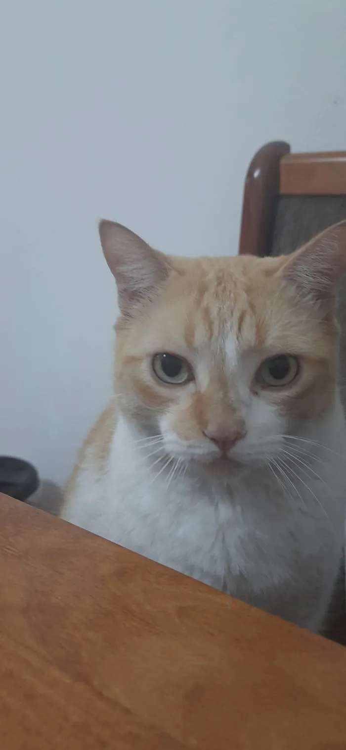 Gato ra a SRD-ViraLata idade 6 ou mais anos nome Bilbo