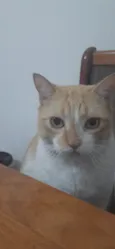 Bilbo