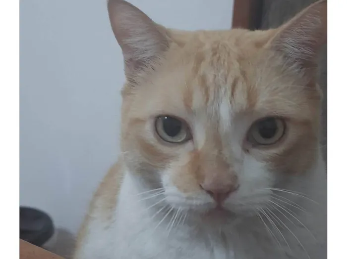 Gato ra a SRD-ViraLata idade 6 ou mais anos nome Bilbo