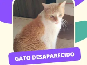 Gato raça SRD-ViraLata idade 6 ou mais anos nome Bilbo