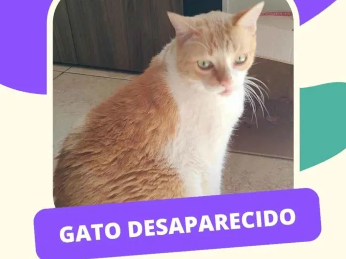 Gato ra a SRD-ViraLata idade 6 ou mais anos nome Bilbo