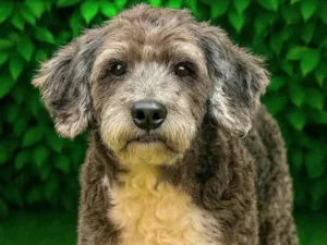 Cachorro raça SRD-ViraLata idade 6 ou mais anos nome Antonio 