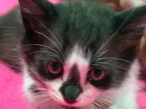 Gato raça SRD-ViraLata idade 2 a 6 meses nome FRAJOLINHA LINDO!