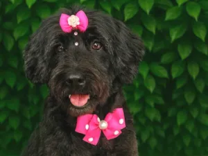 Cachorro raça SRD-ViraLata idade 5 anos nome Manu