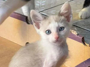 Gato raça SRD-ViraLata idade Abaixo de 2 meses nome Romeu 