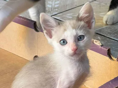 Gato raça SRD-ViraLata idade Abaixo de 2 meses nome Romeu 