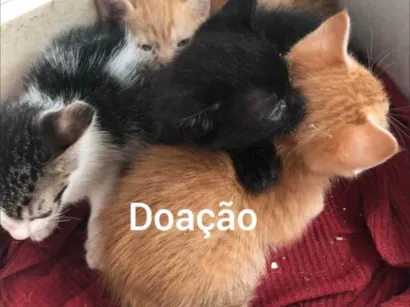 Gato raça SRD-ViraLata idade Abaixo de 2 meses nome Ainda sem nomes