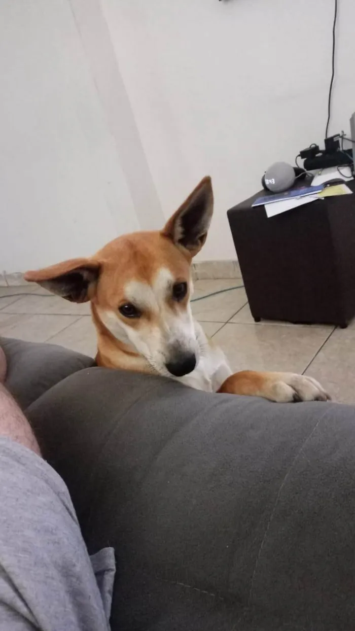 Cachorro ra a SRD-ViraLata idade 7 a 11 meses nome Paçoca 