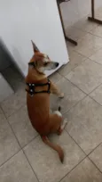 Paçoca