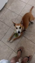 Paçoca