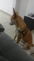 Paçoca