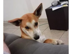 Cachorro raça SRD-ViraLata idade 7 a 11 meses nome Paçoca 