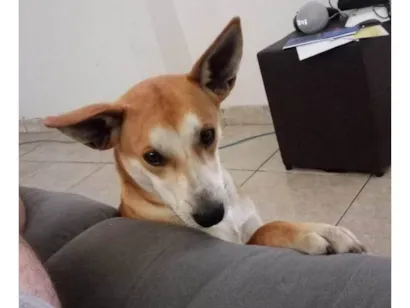 Cachorro raça SRD-ViraLata idade 7 a 11 meses nome Paçoca 