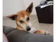 Paçoca