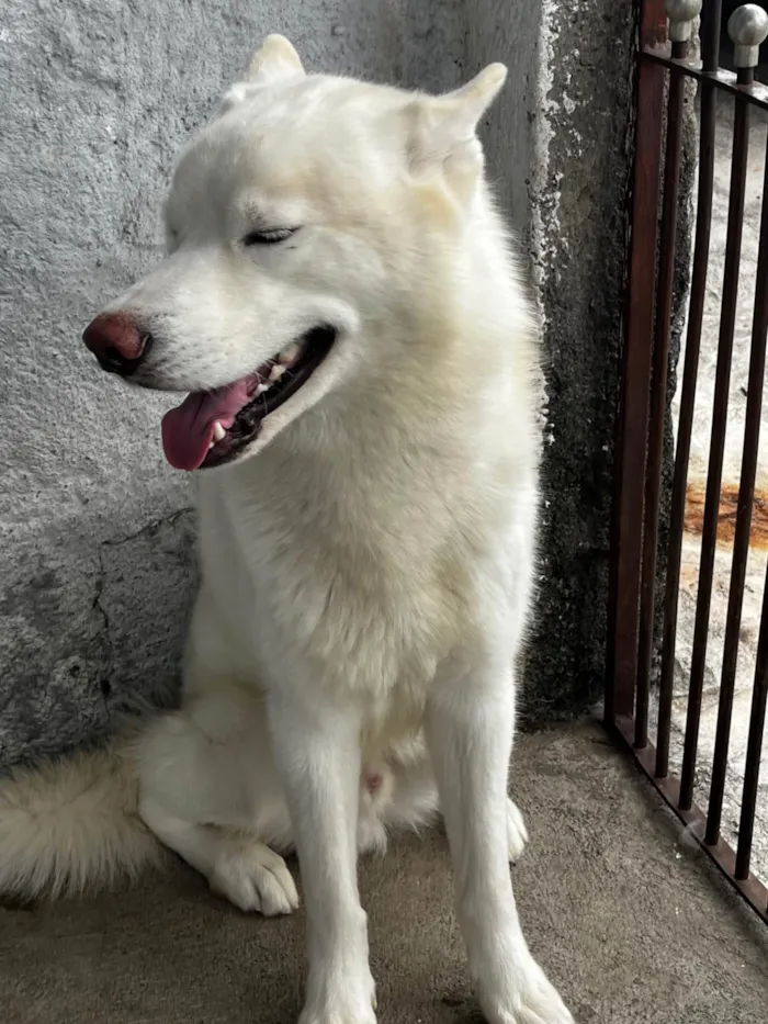 Cachorro ra a Husky Siberiano idade 2 a 6 meses nome Scooby
