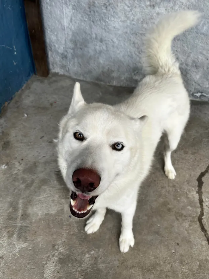 Cachorro ra a Husky Siberiano idade 2 a 6 meses nome Scooby