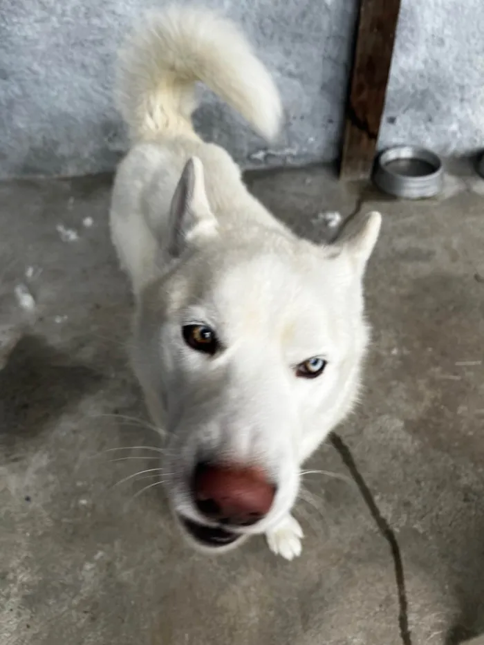Cachorro ra a Husky Siberiano idade 2 a 6 meses nome Scooby