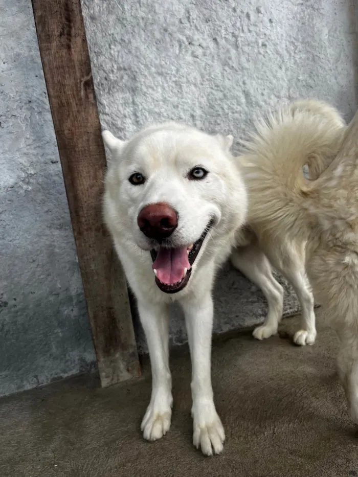 Cachorro ra a Husky Siberiano idade 2 a 6 meses nome Scooby