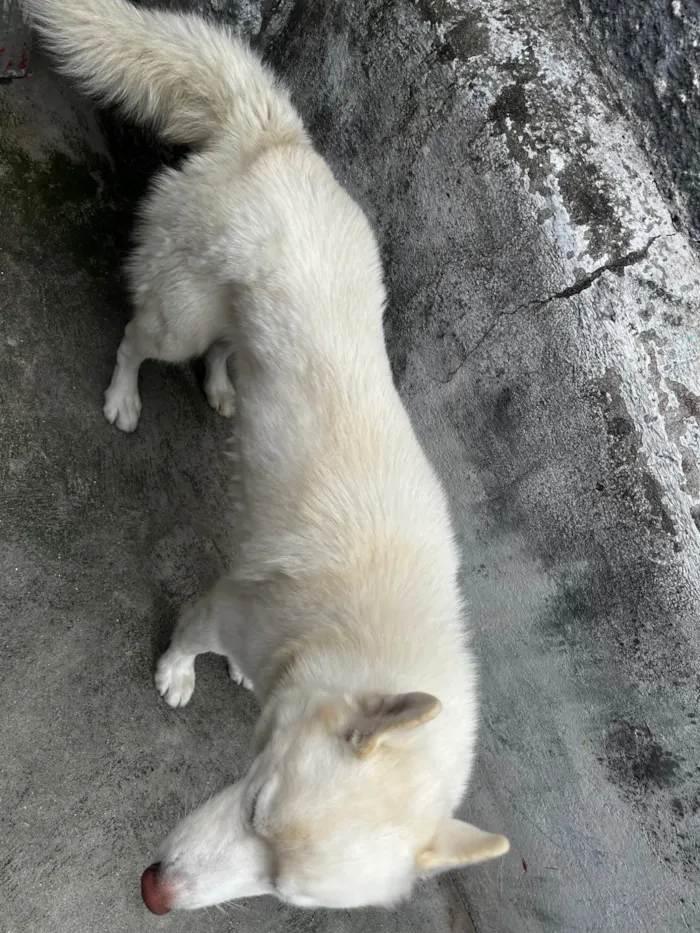 Cachorro ra a Husky Siberiano idade 2 a 6 meses nome Scooby