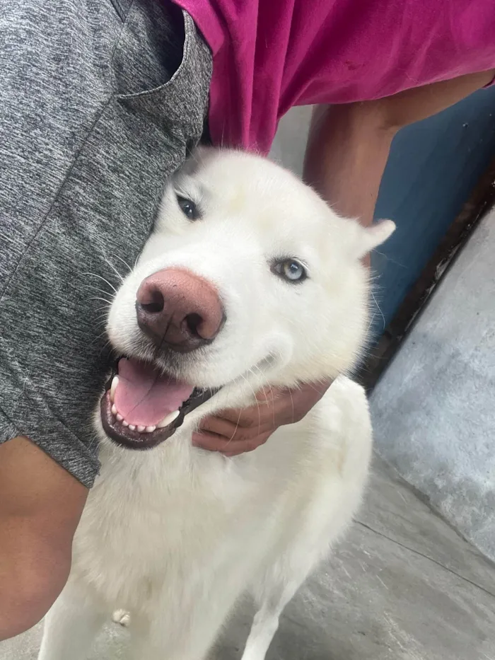 Cachorro ra a Husky Siberiano idade 2 a 6 meses nome Scooby