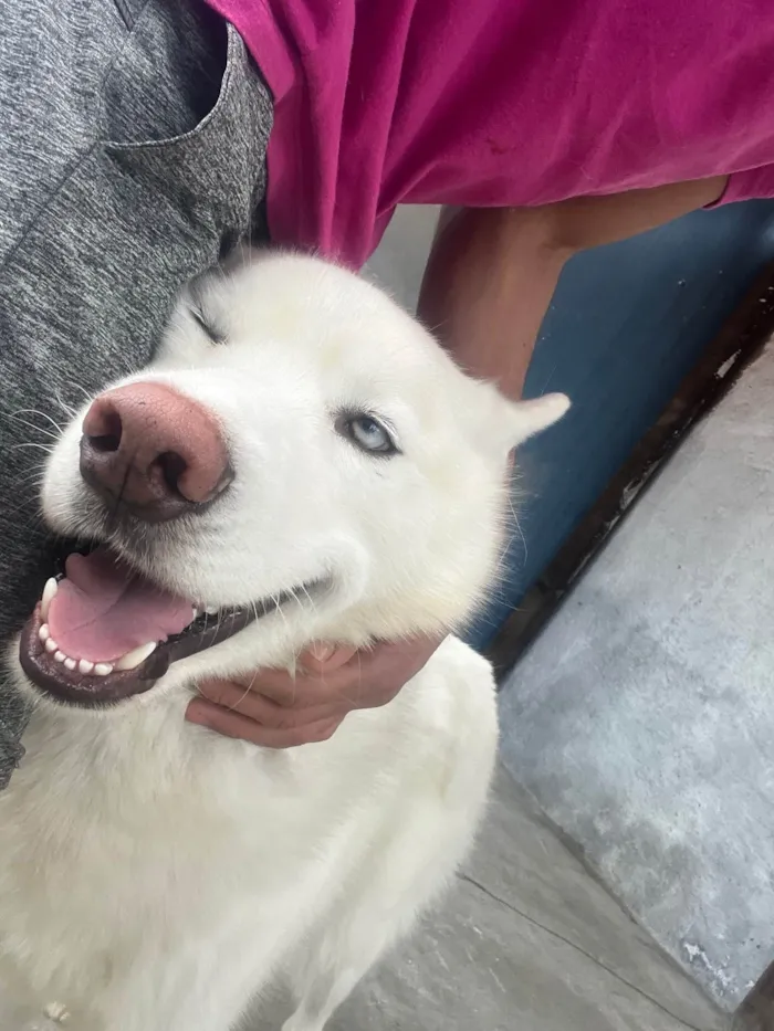 Cachorro ra a Husky Siberiano idade 2 a 6 meses nome Scooby