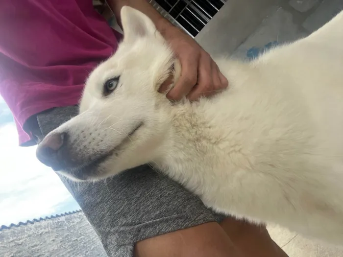 Cachorro ra a Husky Siberiano idade 2 a 6 meses nome Scooby