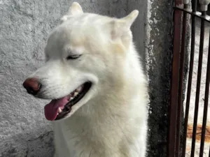 Cachorro raça Husky Siberiano idade 2 a 6 meses nome Scooby