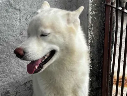 Cachorro raça Husky Siberiano idade 2 a 6 meses nome Scooby