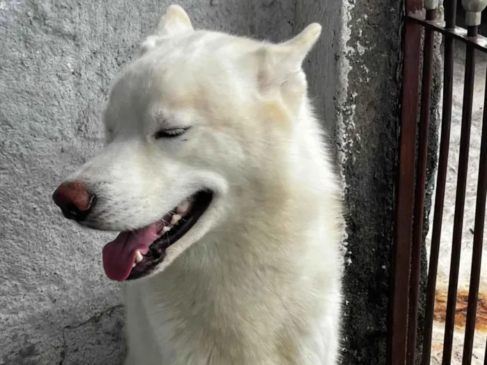 Cachorro ra a Husky Siberiano idade 2 a 6 meses nome Scooby