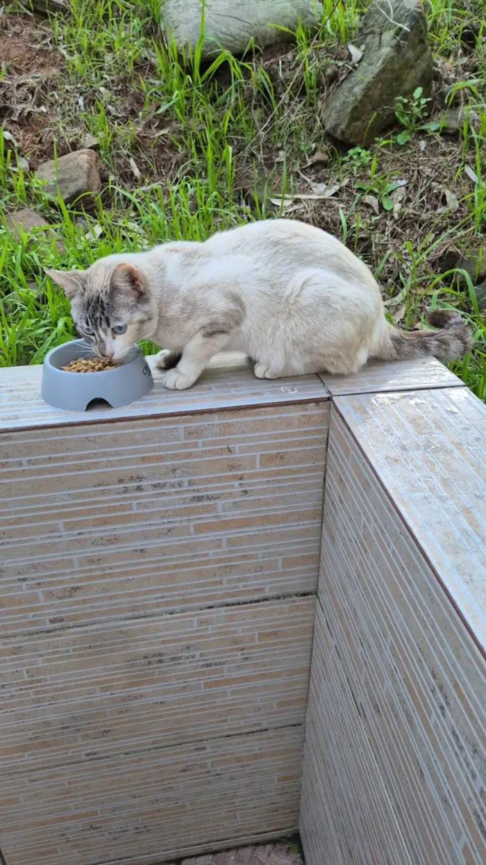 Gato ra a SRD-ViraLata idade 7 a 11 meses nome Gatinha