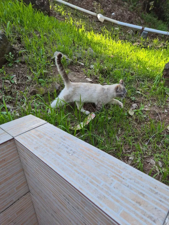 Gato ra a SRD-ViraLata idade 7 a 11 meses nome Gatinha