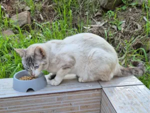 Gato raça SRD-ViraLata idade 7 a 11 meses nome Gatinha