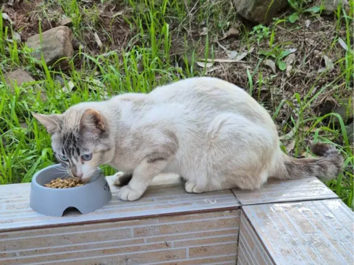 Gato ra a SRD-ViraLata idade 7 a 11 meses nome Gatinha