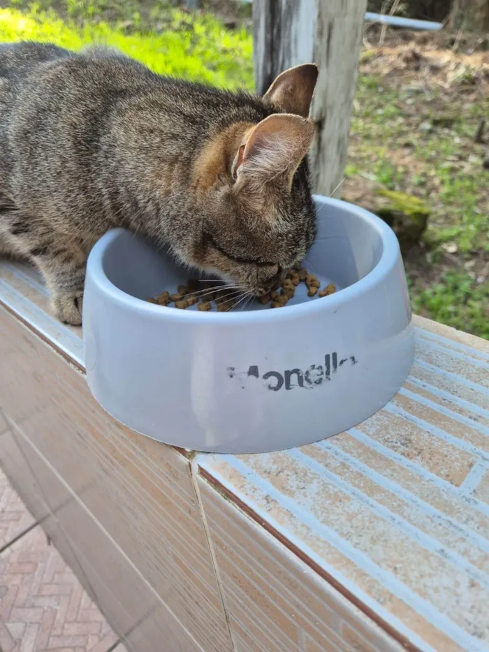 Gato ra a SRD-ViraLata idade 1 ano nome Gatinha tímida 