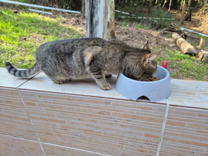 Gato raça SRD-ViraLata idade 1 ano nome Gatinha tímida 