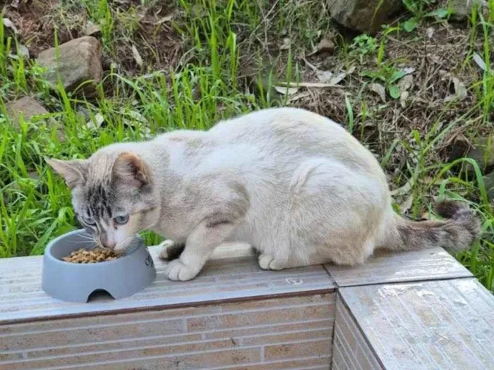 Gato ra a SRD-ViraLata idade 7 a 11 meses nome Gatinha