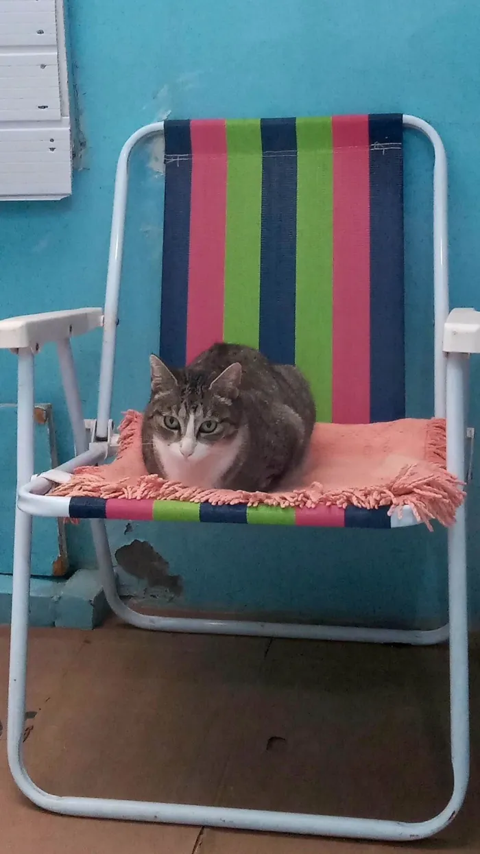 Gato ra a SRD-ViraLata idade 1 ano nome Valentina 