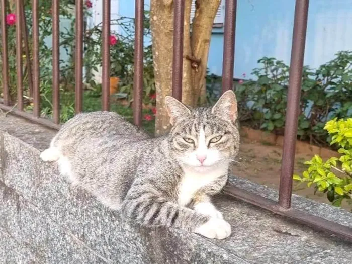 Gato ra a SRD-ViraLata idade 1 ano nome Valentina 