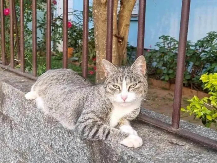 Gato ra a SRD-ViraLata idade 1 ano nome Valentina 