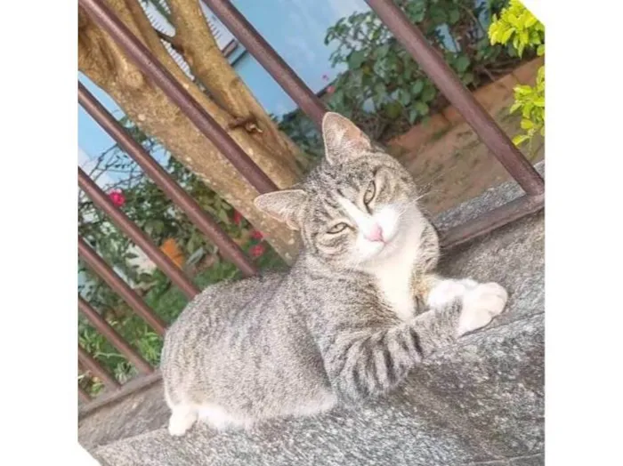 Gato ra a SRD-ViraLata idade 1 ano nome Valentina 