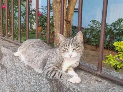 Gato raça SRD-ViraLata idade 1 ano nome Valentina 