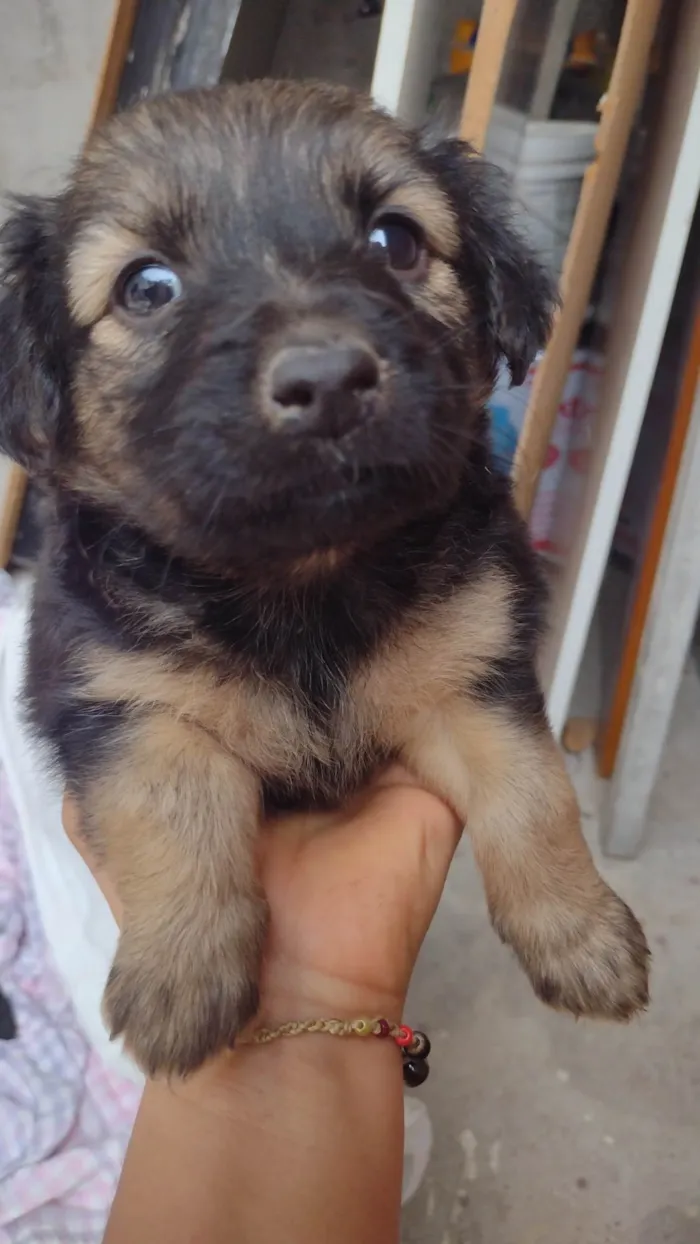 Cachorro ra a SRD-ViraLata idade Abaixo de 2 meses nome Sem nome ainda