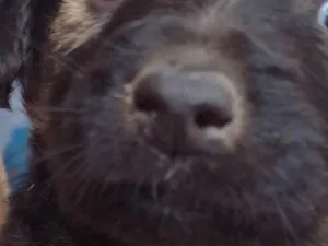 Cachorro raça SRD-ViraLata idade Abaixo de 2 meses nome Sem nome ainda