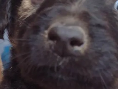 Cachorro raça SRD-ViraLata idade Abaixo de 2 meses nome Sem nome ainda