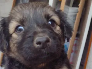 Cachorro raça SRD-ViraLata idade Abaixo de 2 meses nome Sem nome ainda